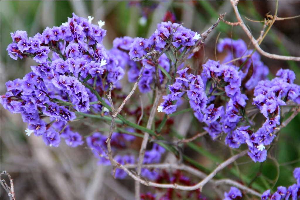 Blau Lila Blumen Am Wegesrand Fotos Hikr Org