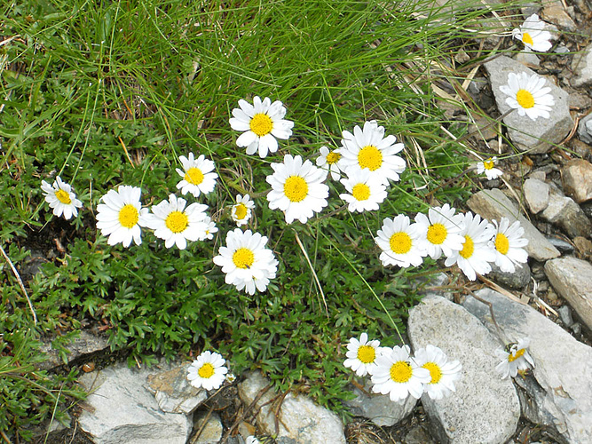 Chrysanthemum Alpinum Fotos Hikr Org