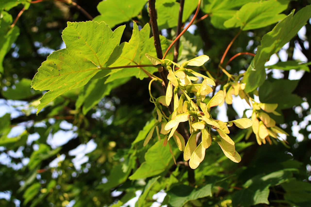 Bergahorn (Acer pseudoplatanus). Fotos