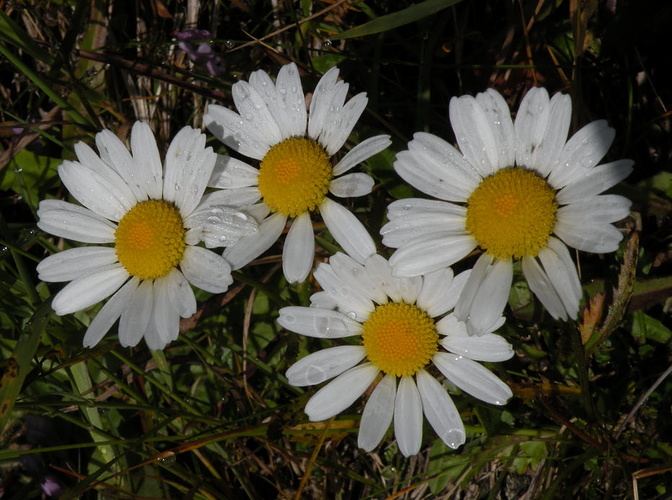 Blumen Am Wegesrand Fotos Hikr Org