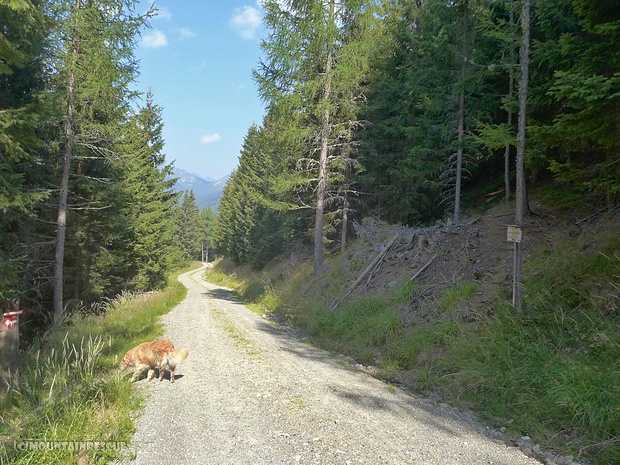 Die Straße überqueren und geradeaus, das Schild "rechts" liegenlassen, dem Steiglein folgen Die Straße überqueren und geradeaus, das Schild "rechts" liegenlassen, dem Steiglein folgen