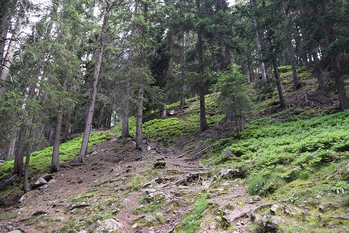 Wo Es Nun Steil Durch Den Wald Bergauf Geht Fotos Hikr Org