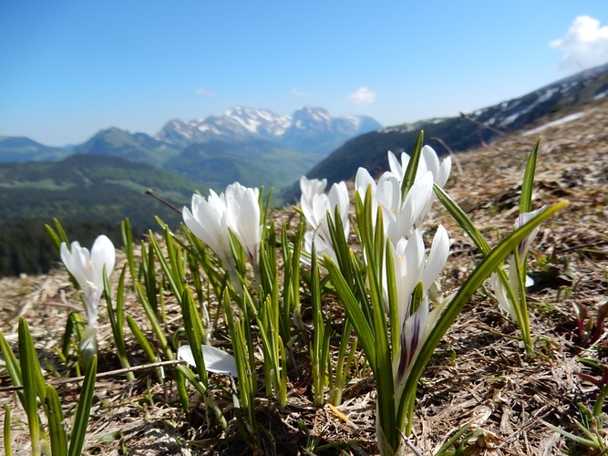 Krokusse Mit S Ntisblick Fotos Hikr Org