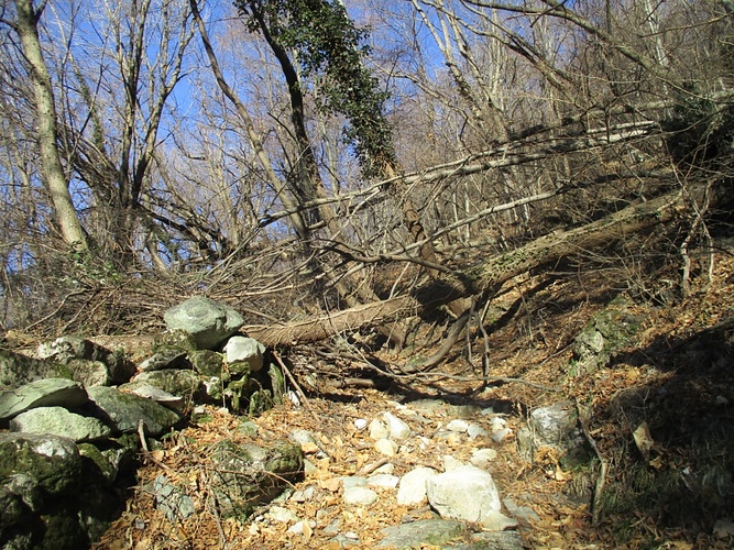 Alberi Caduti Sul Sentiero Mulattiera Verso L Alpe Hikr Org