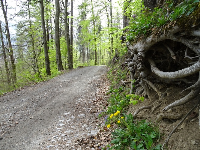 Beschaulich Auf Dem Rheintaler H Henweg Unterwegs Fotos Hikr Org