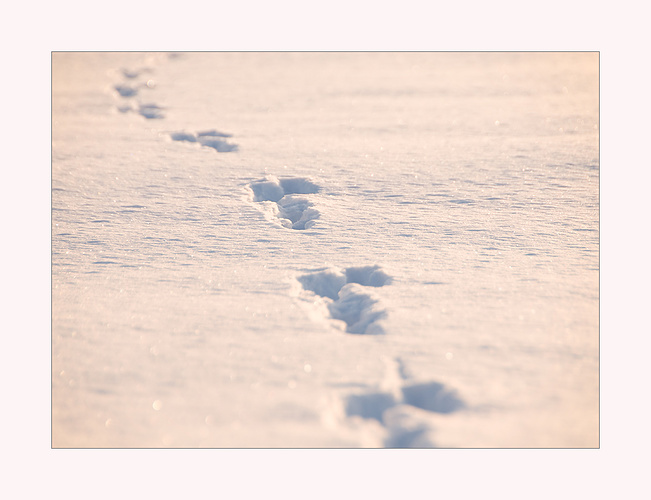 Spuren Im Schnee Fotos Hikr Org