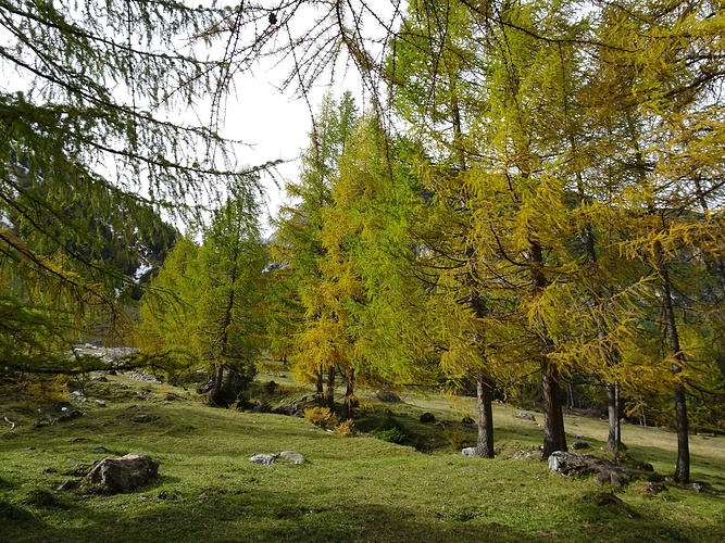 L Rchen Wechsel Von Gr N Zu Gold Fotos Hikr Org