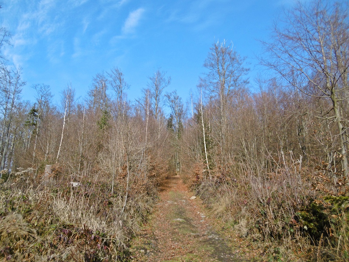 Es Geht Im Wald Bergauf Fotos Hikr Org