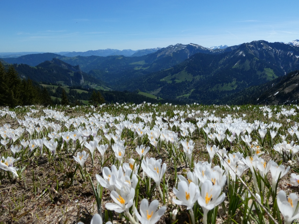 Blumenpracht Der Krokusse Fotos Hikr Org