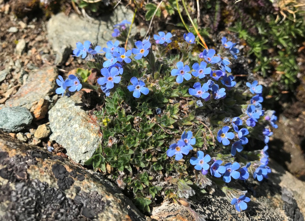 Sch Nste Himmelblaue Bl Mchen Fotos Hikr Org