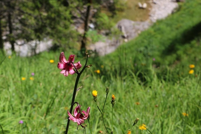 Bleame hoch überm Tal Fotos hikr org