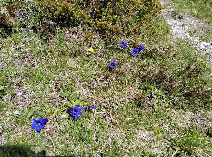 Blümchen Fotos hikr org