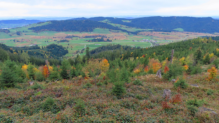 Blick Ins Moor Von Rothenturm Fotos Hikr Org