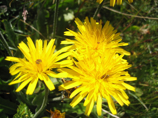 Buntes Am Wegesrand Fotos Hikr Org