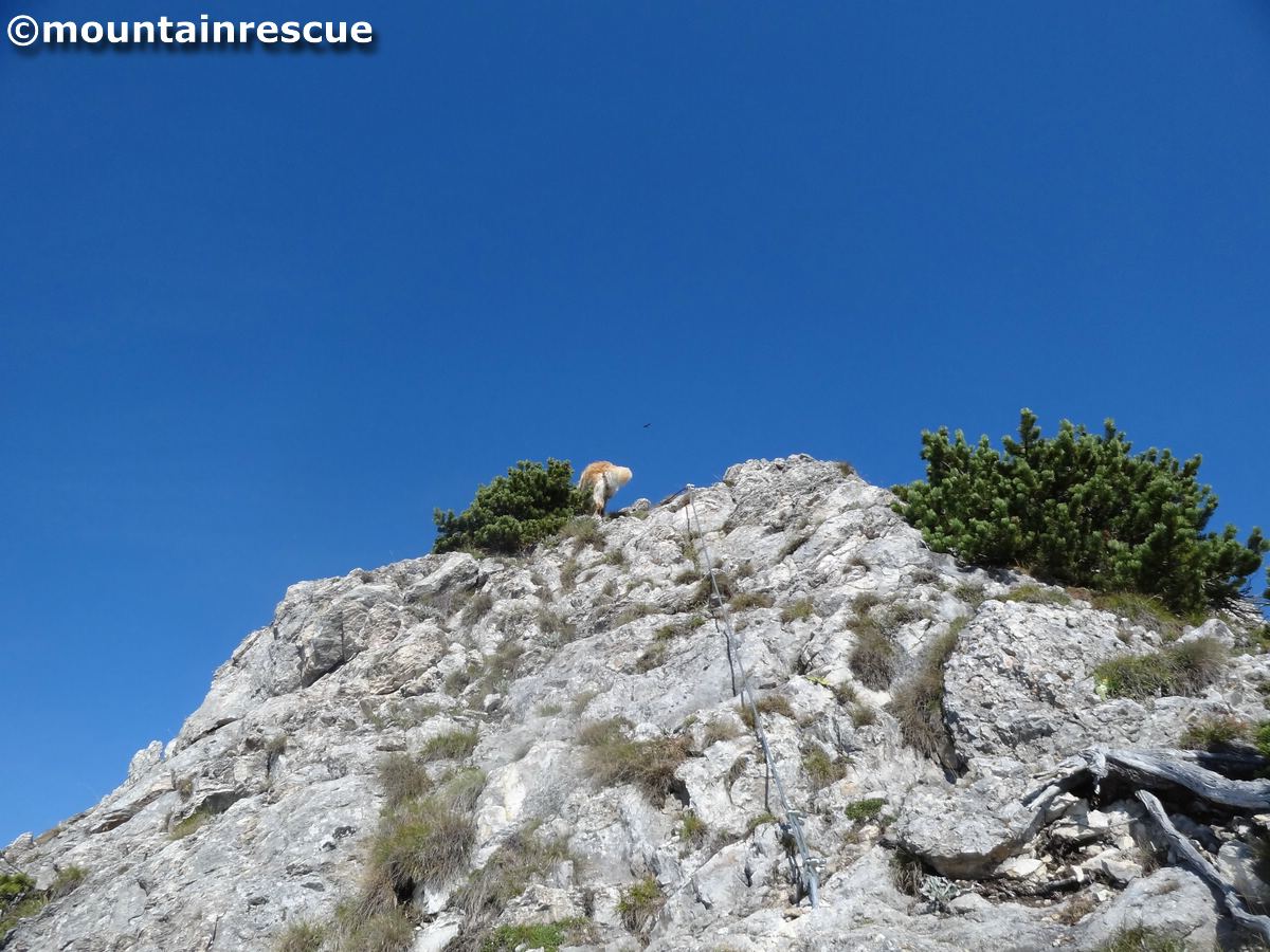 Das ist meistens das Bild das sich anderen Bergsteigern bietet: Hund in flottem Tempo voran, während das Herrl  hinten nach schnauft ;-)