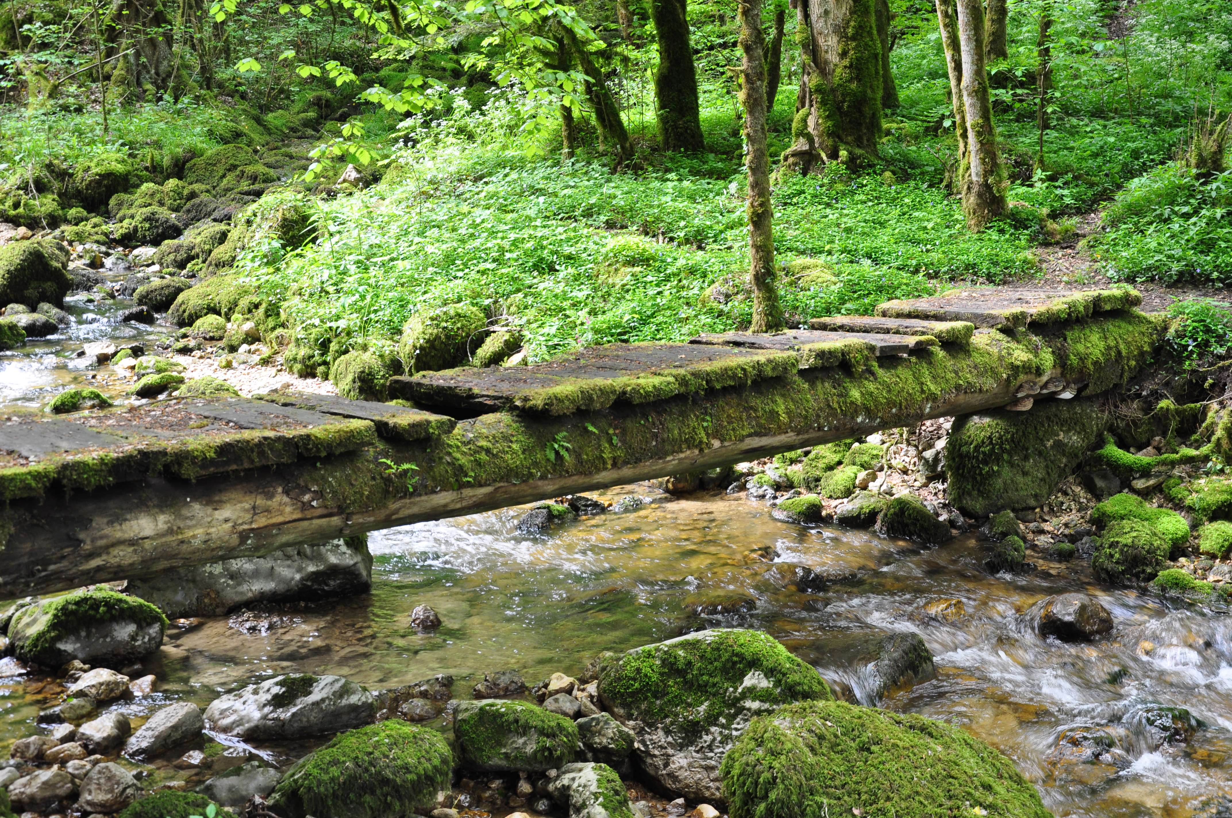moderige, morsche Brücken.... Fotos