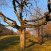 markanter Baum in der späten Nachmittags-Sonne