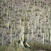 Die Saguaro Kakteen dominieren die Landschaft. Hier im Vordergrund ca. 4m hoch