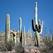 Saguaro Cactus - ca 5m hoch.