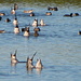 Pintail Ducks 