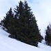Kurzer steiler und eisiger Anstieg durch lichten Wald