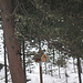 sul tronco uno scoiattolo, altri erano a terra ma sono subito scappati