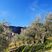 Wunderschöne Olivenbäume bei San Alessandro