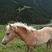 So ein hübsches Pferdl - man beachte die kesse Locke :)