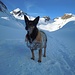 Suni, anche oggi unica cagnolina tra la fantastica neve della Valrossa
