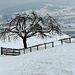 Im Abstieg hinunter nach Lachen. Genügend Schnee bis weit hinunter.