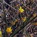 (Forsythienblüten) und das am 13. Januar<br />Komado zurück: Es sind die Blüten des Winter-Jasmin, danke [u Winterbaer]