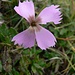 Steinnelke, Dianthus sylvestris
