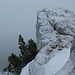 Matterhorn Gipfelkopf von Norden, dahinter kriecht eine Legföhre hervor