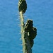 cactus finger