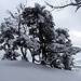 winterliche Baumschönheit - direkt am Abgrund