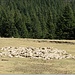 O turma dormind impreuna cu ciobanul lor