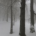 Il bosco sembra magico