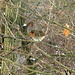 Farbtupfer Rotkehlchen im Winterwald