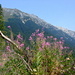 Landscape in Piatra Craiului mountains