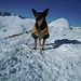 Suni unica cagnolina oggi in vetta alla Stotzigen Firsten (2752m)