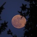 Der schwere, volle Mond hält sich am Baum fest<br /><br />La luna piena e pesante si ferma ad un arbore