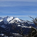 Schöner Blick von der Forstegg auf den Alpstein - eine einzelne Legföhre verströmt etwas südliches Flair