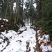 im Wald hält sich der Schnee (und die eisige Unterlage) länger
