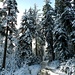Winterwald zwischen Oberwald und Schaber 1
