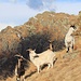 In die Wildnis ausgewanderte Ziegen vor der Cima Tuss