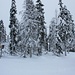 Winterlandschaft in Lapland, wie wir es uns auch in den Alpen wünschen.