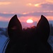 Mal was anderes: Sonnenuntergang zwischen den Ohren eines Pferdes :-)<br /><br />Finalmente un`altro motivo: tramonto tra gli orecchi di un cavallo:-)