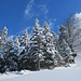Winterwald (mit Jägerstand) in der Sonne ...