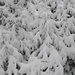 Jungholz im Schnee