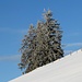 Der Schnee verblasen, die Bäume weiss II